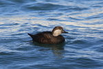 Feb_044 Black Scoter F