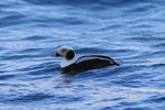 Feb_045 Long-tailed Duck