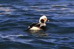 Feb_046 Long-tailed Duck