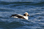 Feb_047 Long-tailed Duck