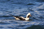 Feb_048 Long-tailed Duck