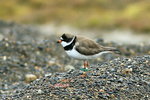 AK_008 Semipalmated Plover