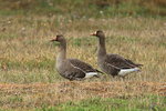 AK_035 Greater White-fronted Goose