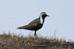 AK_037 American Golden Plover