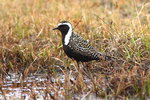 AK_040 American Golden Plover