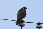 AK_050 Peregrine Falcon