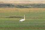 AK_051 Tundra Swan