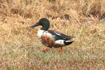 AK_054 Northern Shoveler