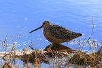 AK_063 Long-billed Dowitcher