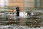 AK_482 Greater Scaup