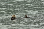 AK_492 Sea Otter, Resurrection Bay