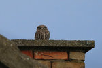 Serb_015 Little Owl