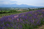 Furano_049