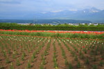 Furano_071