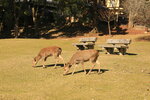Nara_05
