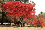 Nara_06