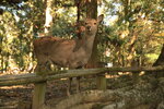 Nara_07