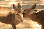Nara_12