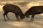 Nara_13