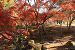 Nara_14