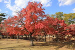 Nara_19