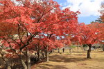 Nara_20