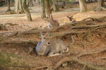 Nara_25