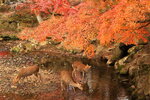 Nara_40