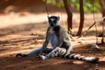 007 Ring-tailed Lemur