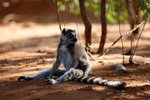 008 Ring-tailed Lemur