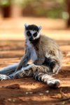 009 Ring-tailed Lemur