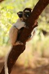 011 Verreaux's Sifaka (with infant)
