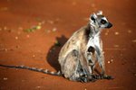 014 Ring-tailed Lemur