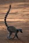 015 Ring-tailed Lemur
