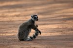 016 Ring-tailed Lemur