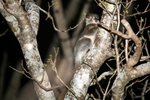 026 White-footed Sportive Lemur