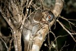 027 White-footed Sportive Lemur