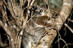028 White-footed Sportive Lemur