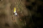 032 Spider Nephila madagascariensis