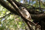 033 White-browed Owl