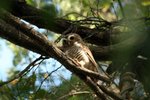 034 White-browed Owl