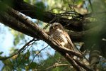 035 White-browed Owl