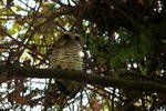 036 White-browed Owl
