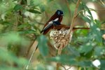 047 Madagascar Paradise Flycatcher (M & F)