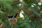 048 Madagascar Paradise Flycatcher (M)