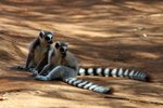 049 Ring-tailed Lemur