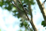 050 Madagascar Paradise Flycatcher (M)