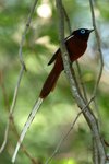 052 Madagascar Paradise Flycatcher (M)