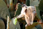 054 Ring-tailed Lemur