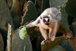 055 Ring-tailed Lemur